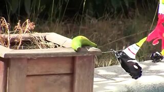 Fine slut hard nailed by 2 jocks