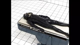 Bondage Sex with 3 Ravishing Alluring Dark Hoes Who Satisfy Every Fiance's Perverse Pleasure
